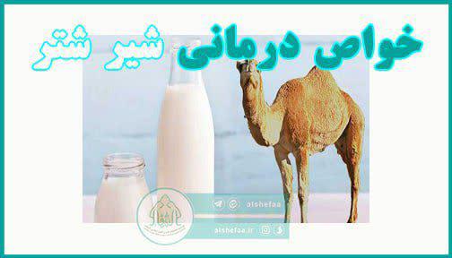 شیر شتر درمان تمام بیماری ها