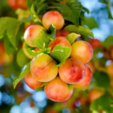 آبمیوه آلو جنگلی