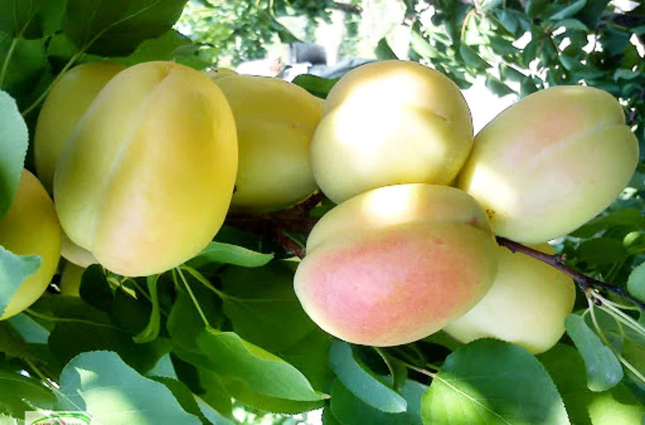 میوه زردآلو